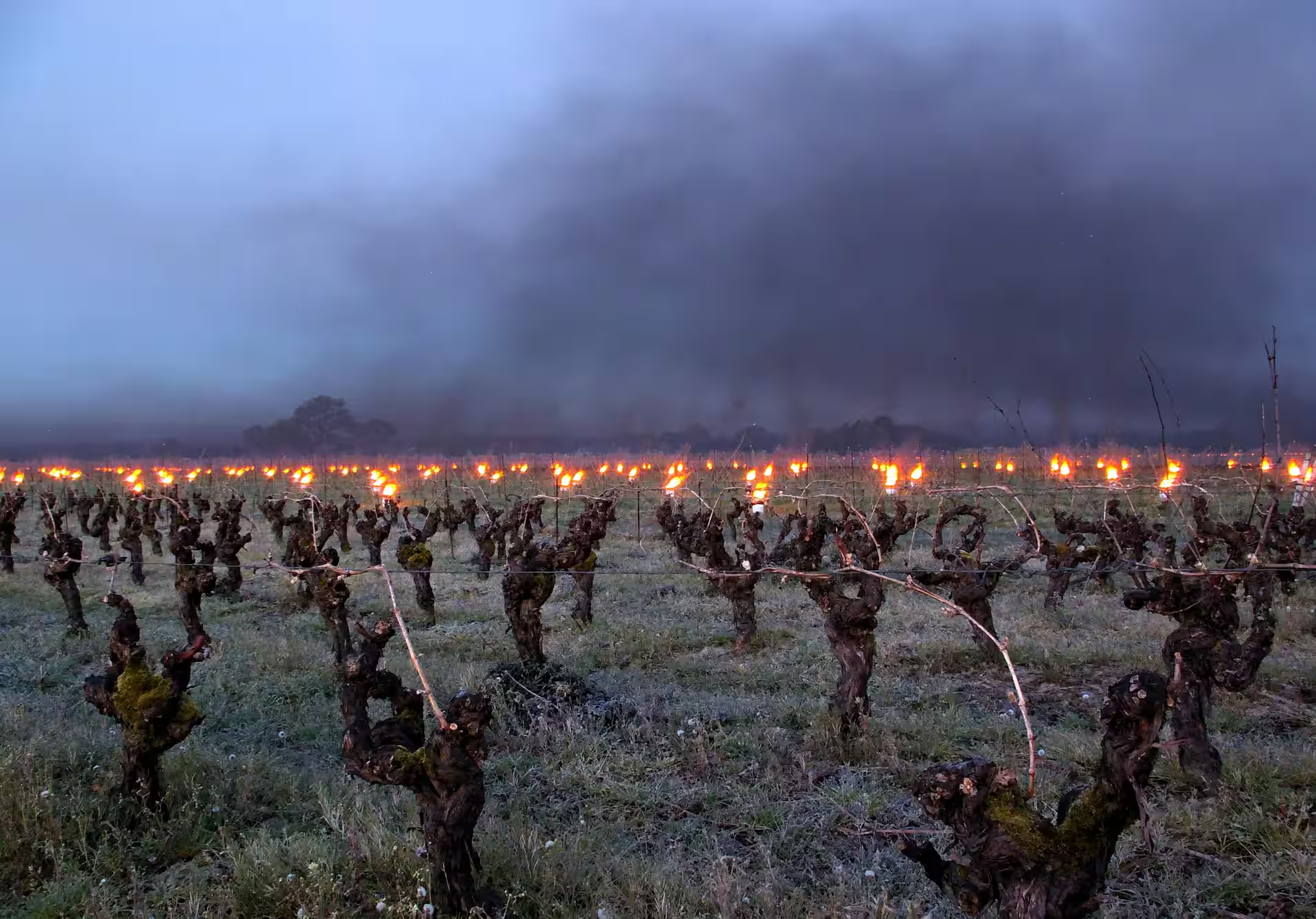 Vines being burned in April