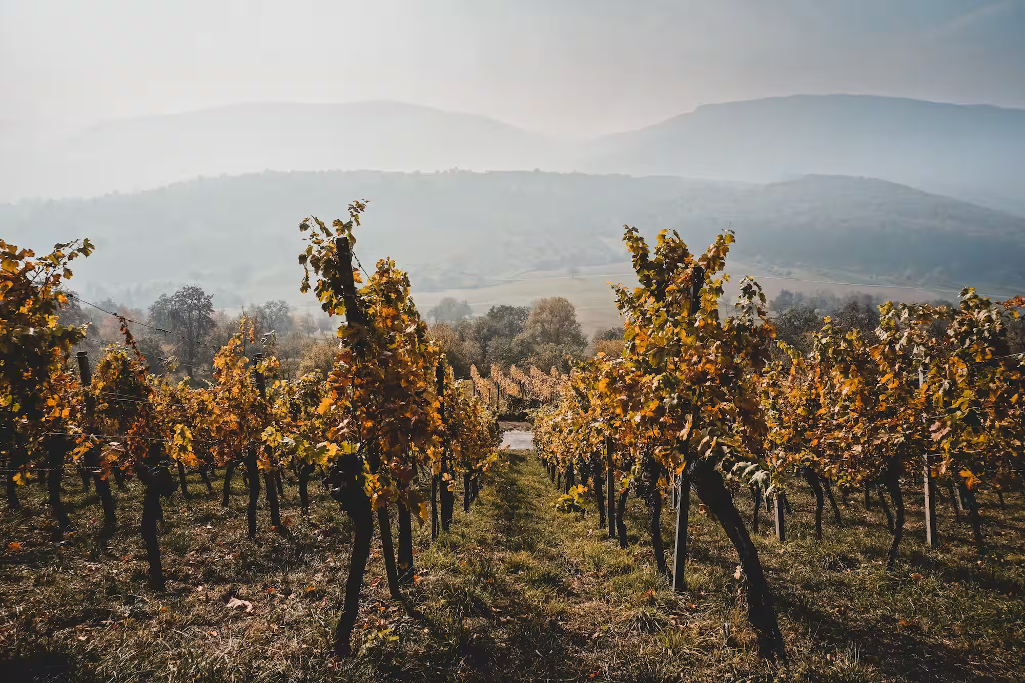 Vineyards in December