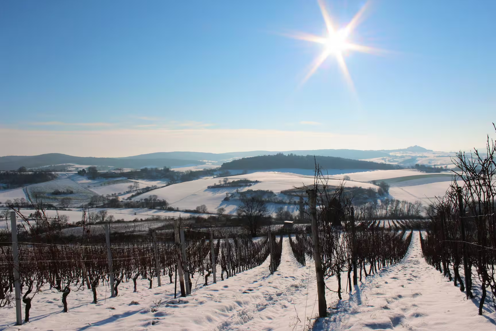 A snowy vineyard in February