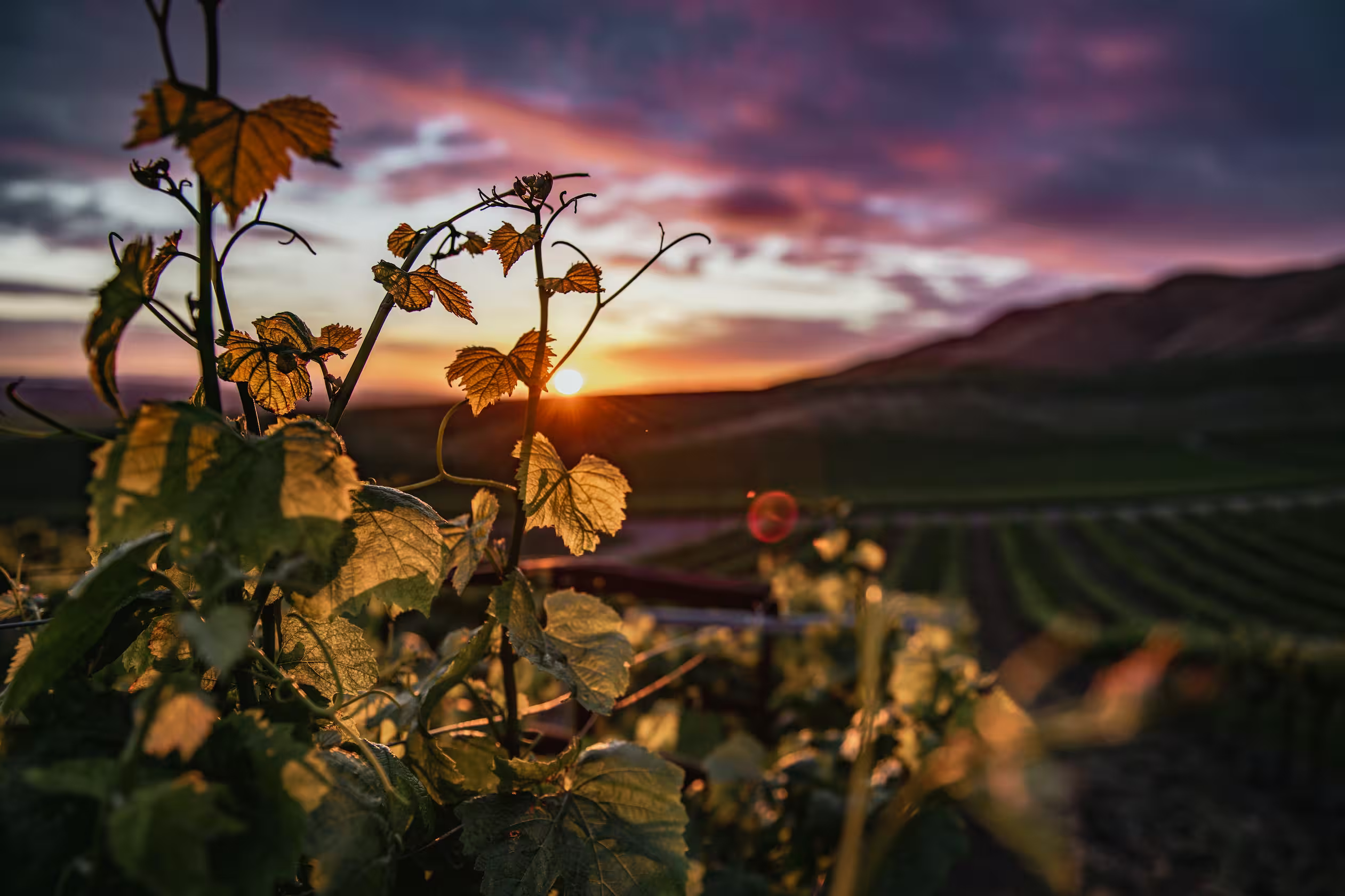 Sunset piercing through vine leaves in March